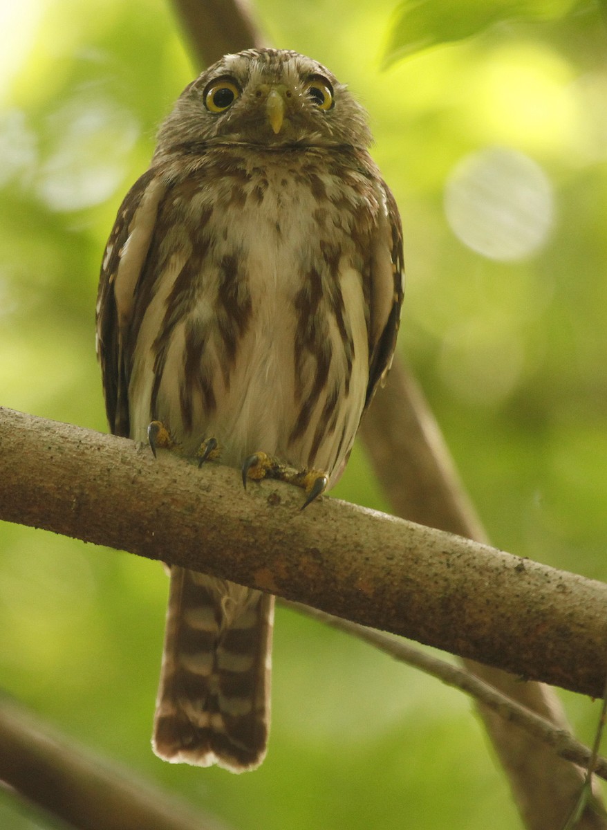 Ferruginous Pygmy-Owl (Ferruginous) - Carmelo López Abad