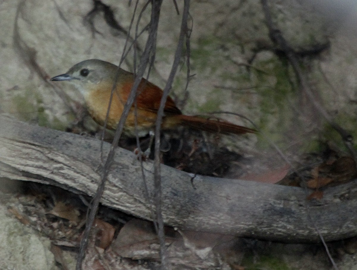 White-lored Spinetail - Carmelo López Abad