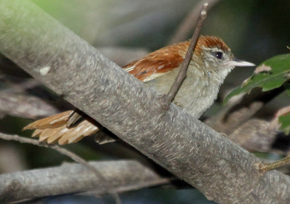 Rusty-backed Spinetail - Carmelo López Abad