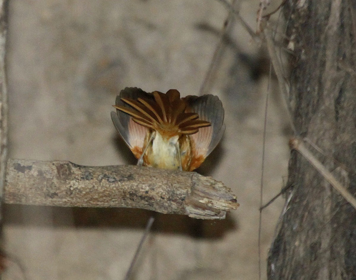 Rusty-backed Spinetail - ML205202171