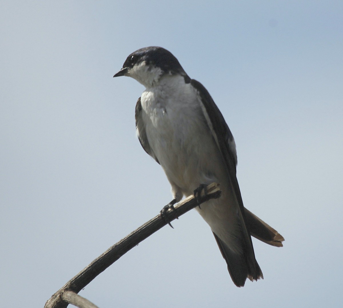 White-winged Swallow - Carmelo López Abad