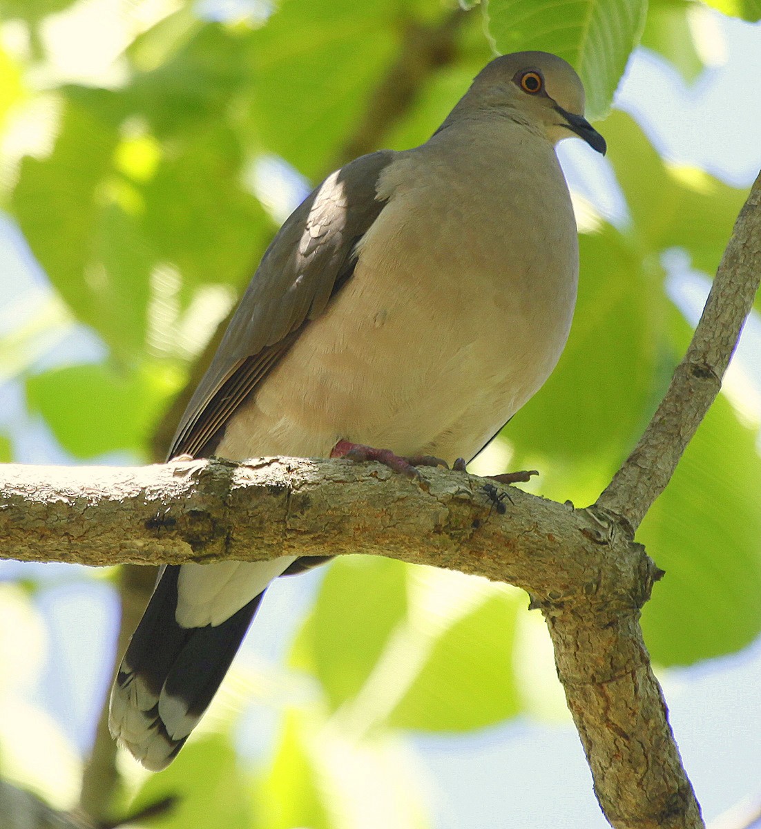 White-tipped Dove (brasiliensis Group) - ML205202291