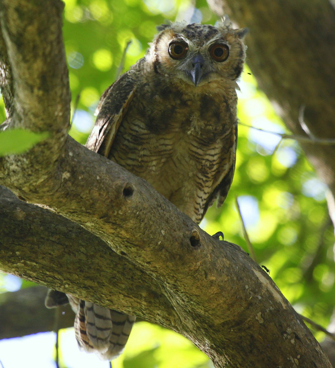 Great Horned Owl - Carmelo López Abad