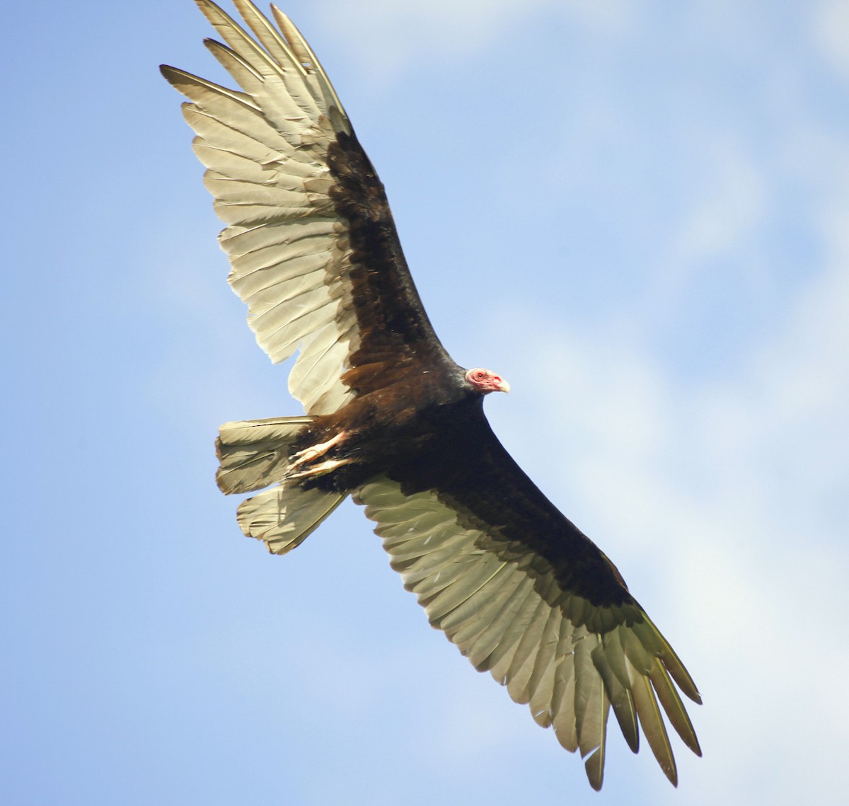 Turkey Vulture (Tropical) - ML205202361