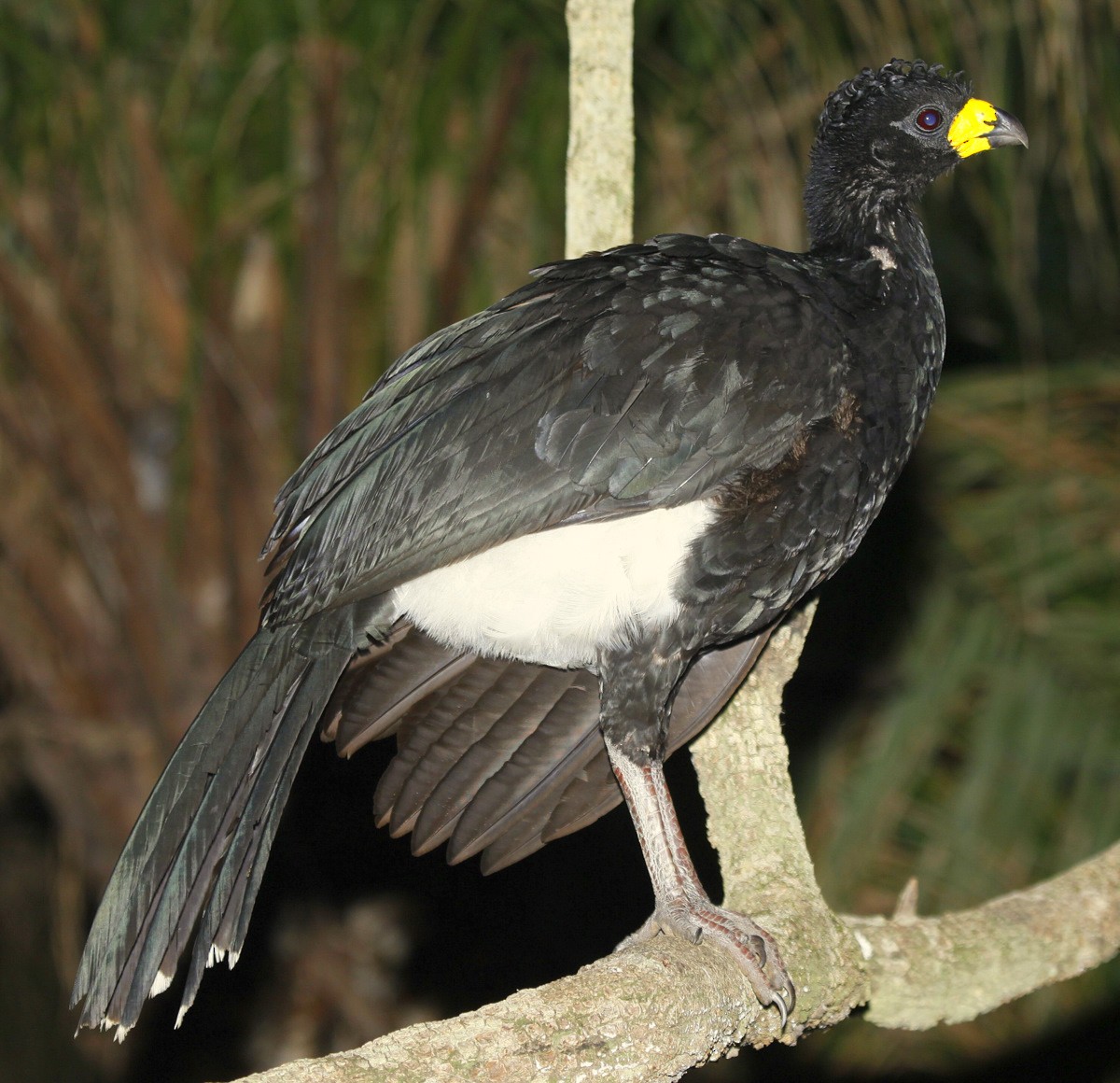 Bare-faced Curassow (Bare-faced) - ML205202391