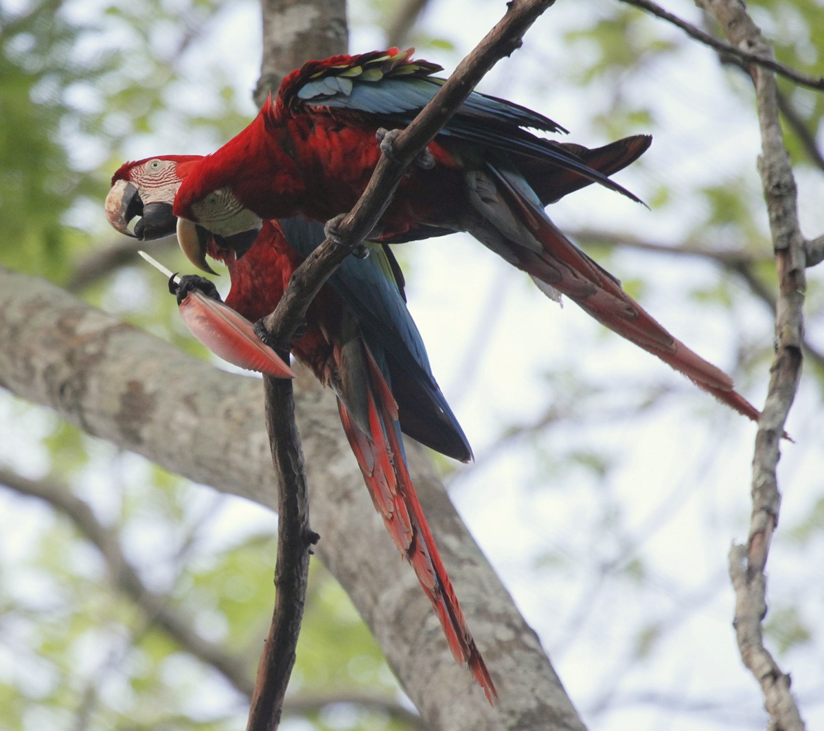 Red-and-green Macaw - Carmelo López Abad