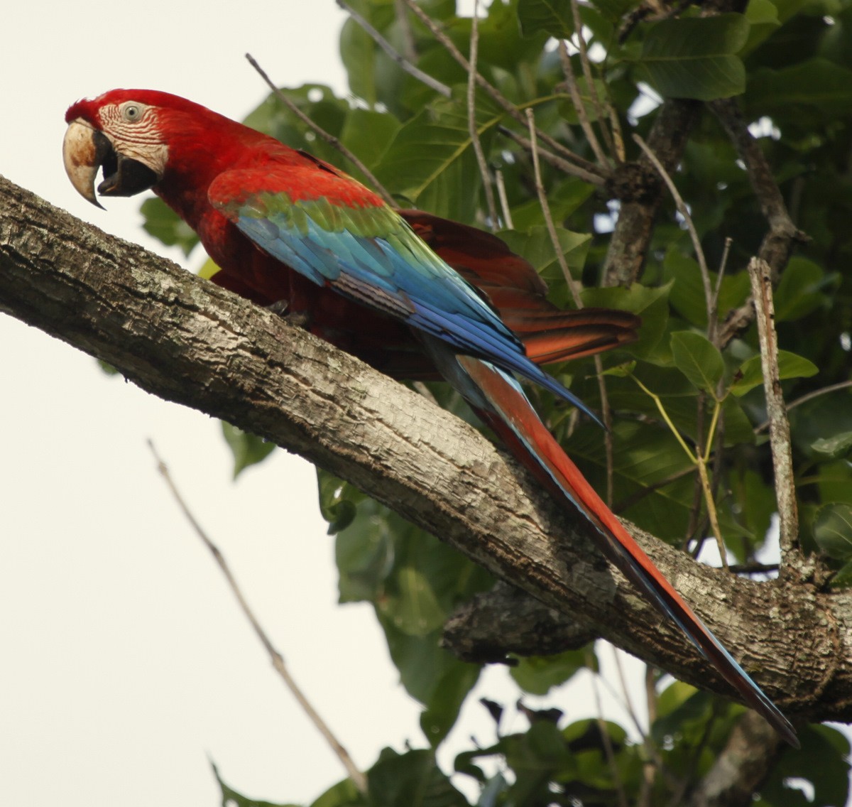 Red-and-green Macaw - ML205202411