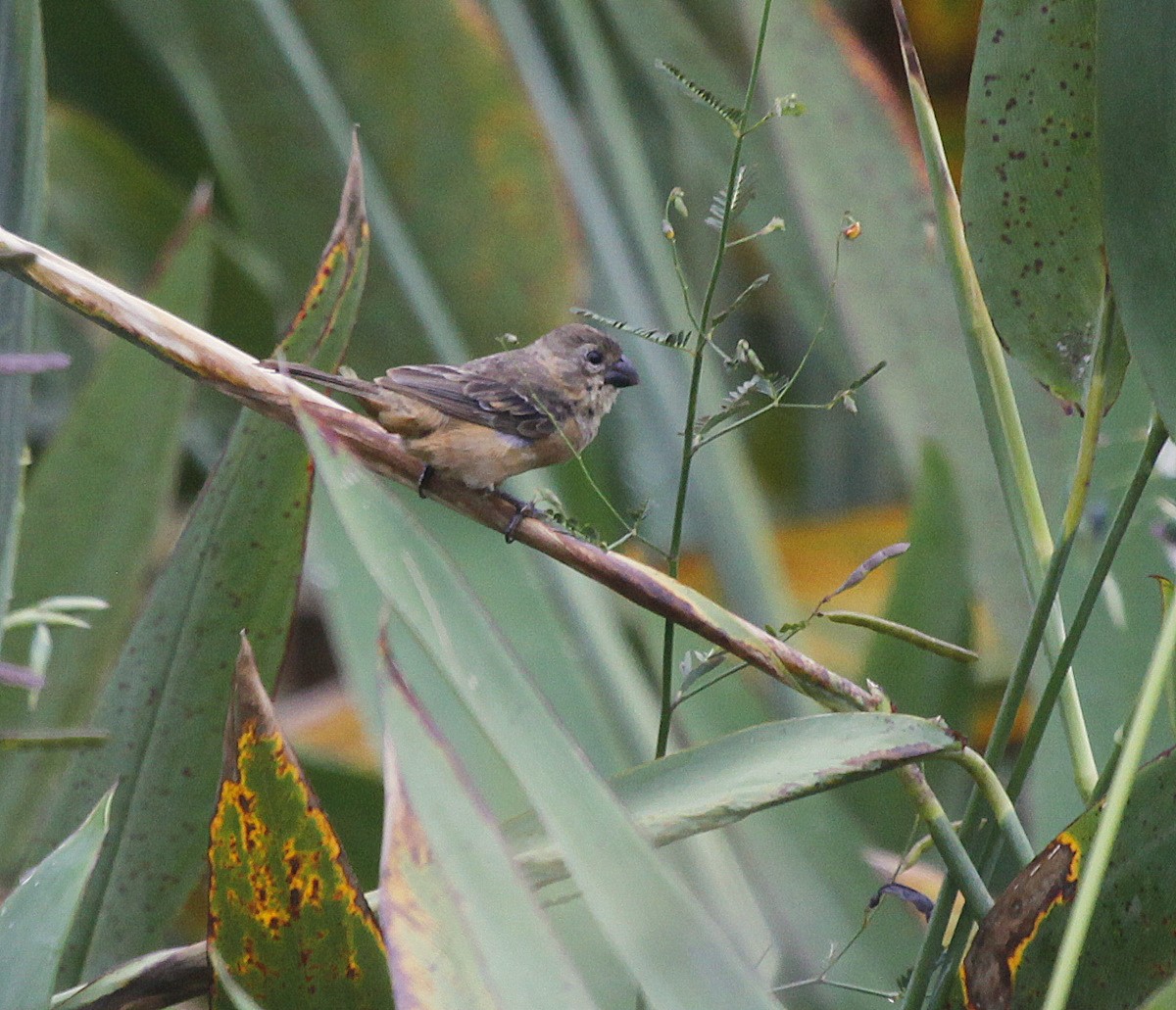 Rusty-collared Seedeater - ML205202471