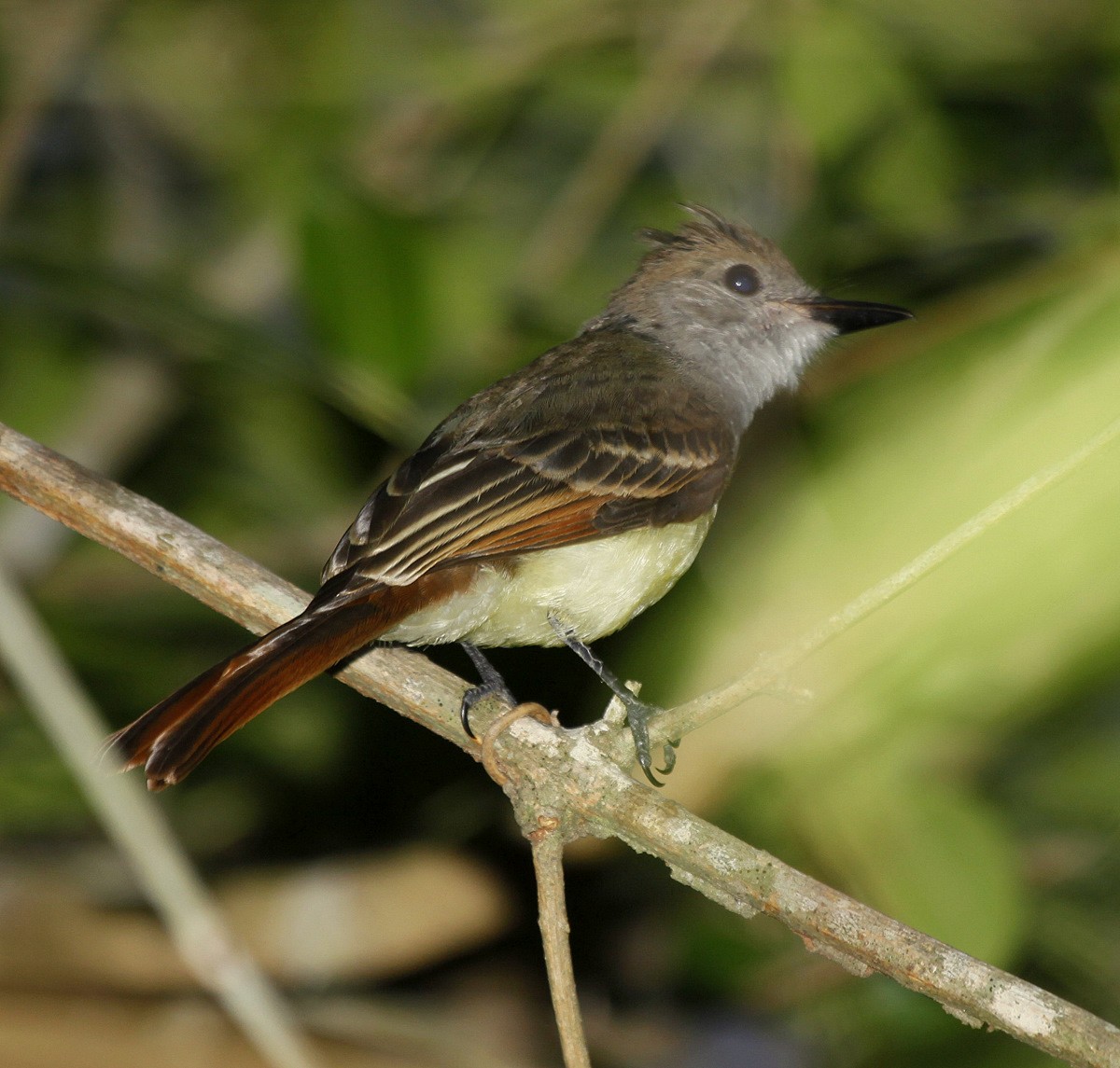 Brown-crested Flycatcher (South American) - Carmelo López Abad