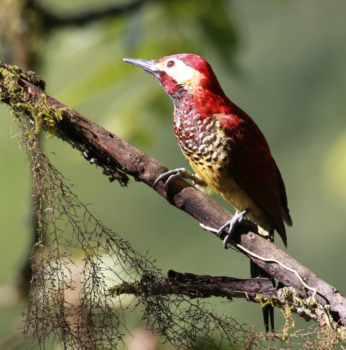 Crimson-mantled Woodpecker (Crimson-mantled) - Carmelo López Abad