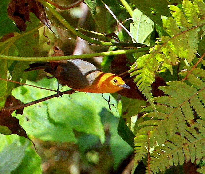 Rufous-chested Tanager - ML205202671