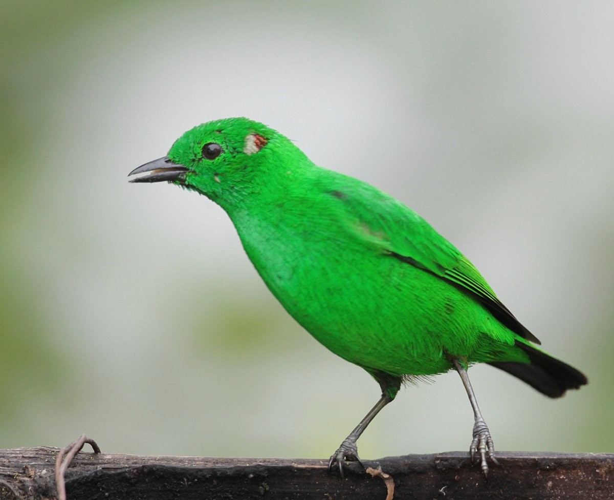 Glistening-green Tanager - Carmelo López Abad