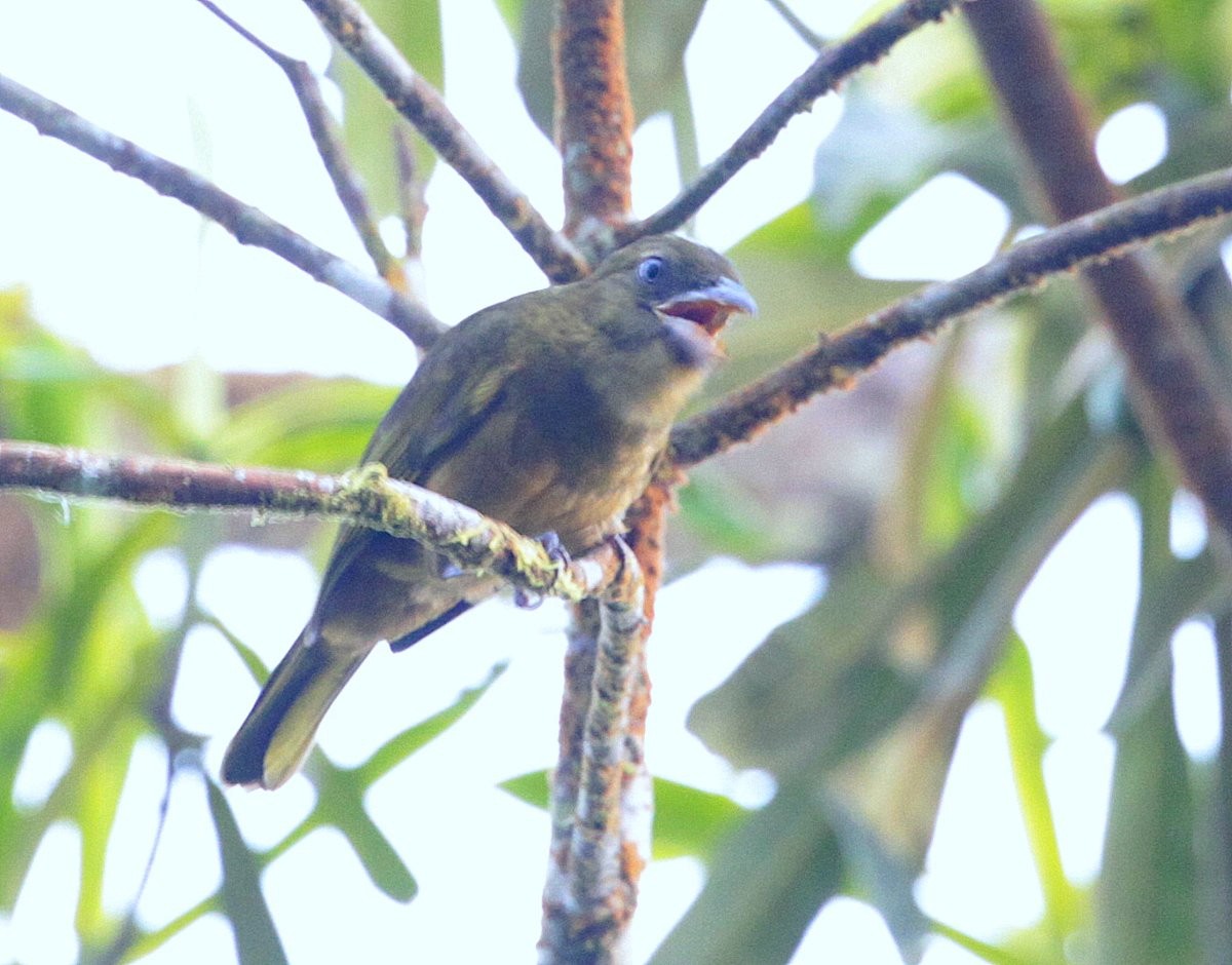 Ochre-breasted Tanager - Carmelo López Abad