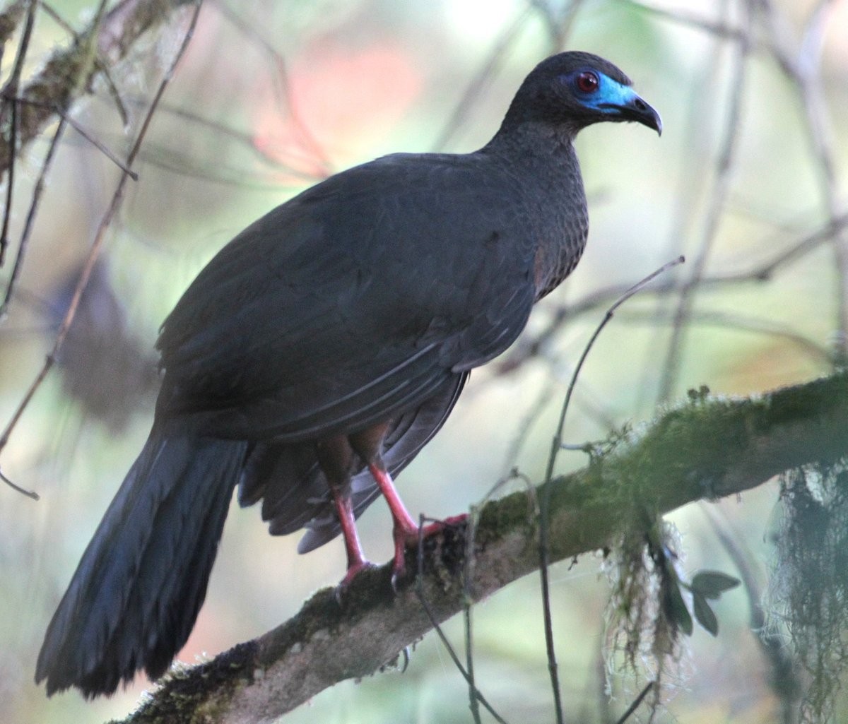 Sickle-winged Guan - Carmelo López Abad