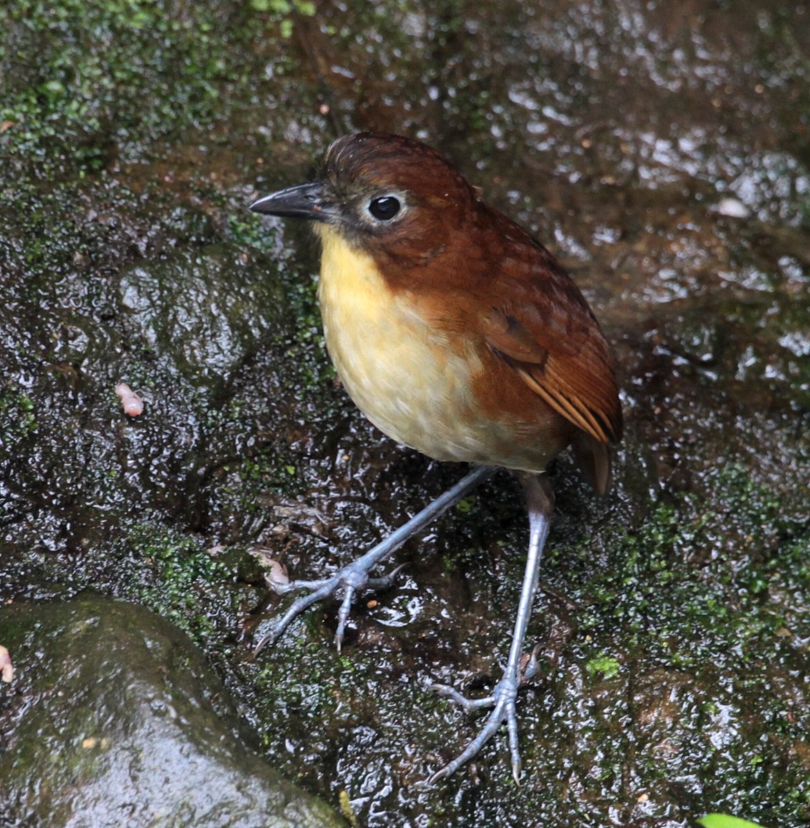 Yellow-breasted Antpitta - Carmelo López Abad