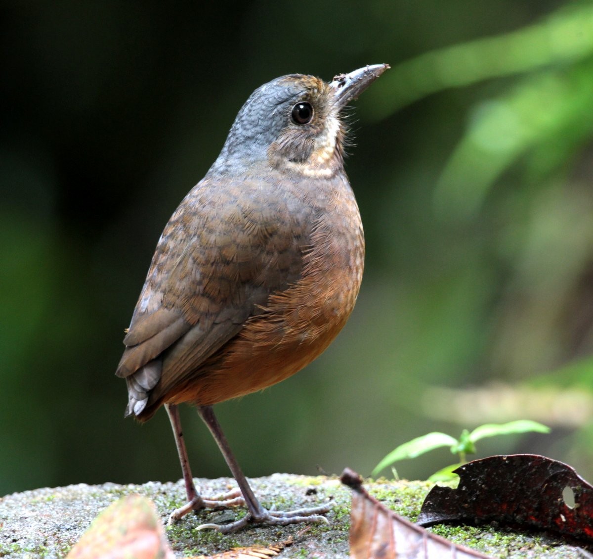 Moustached Antpitta - ML205202931