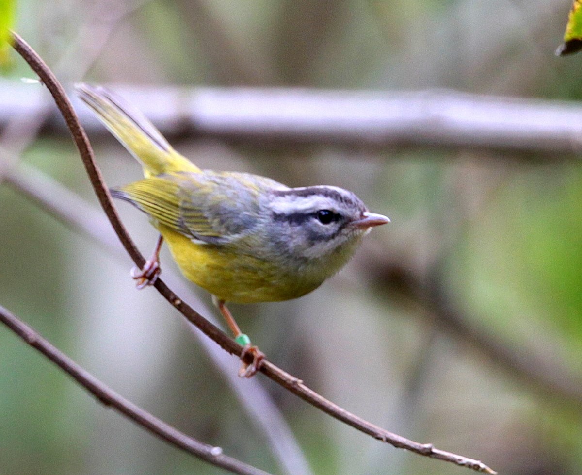 Three-banded Warbler - Carmelo López Abad