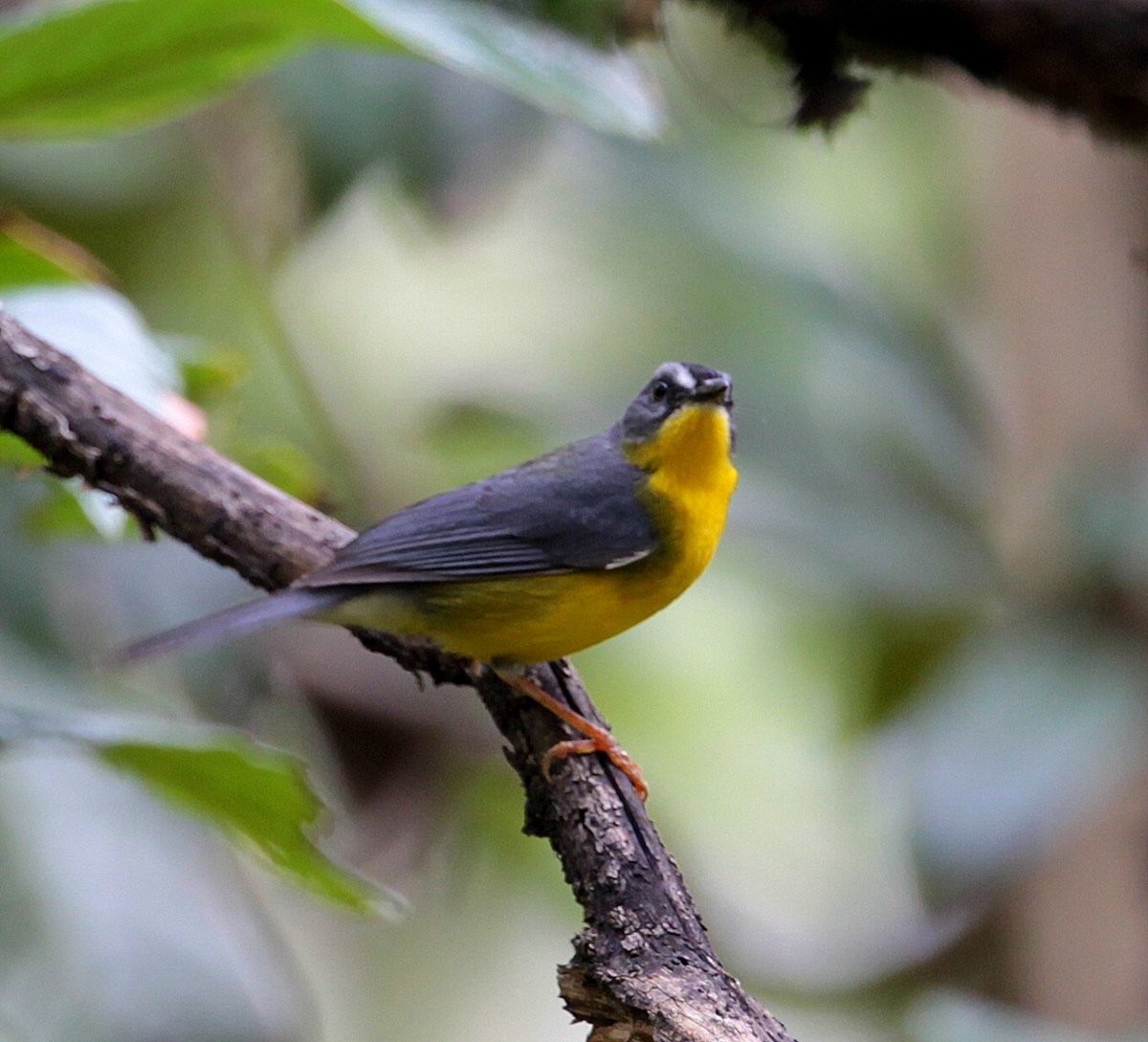Gray-and-gold Warbler - Carmelo López Abad