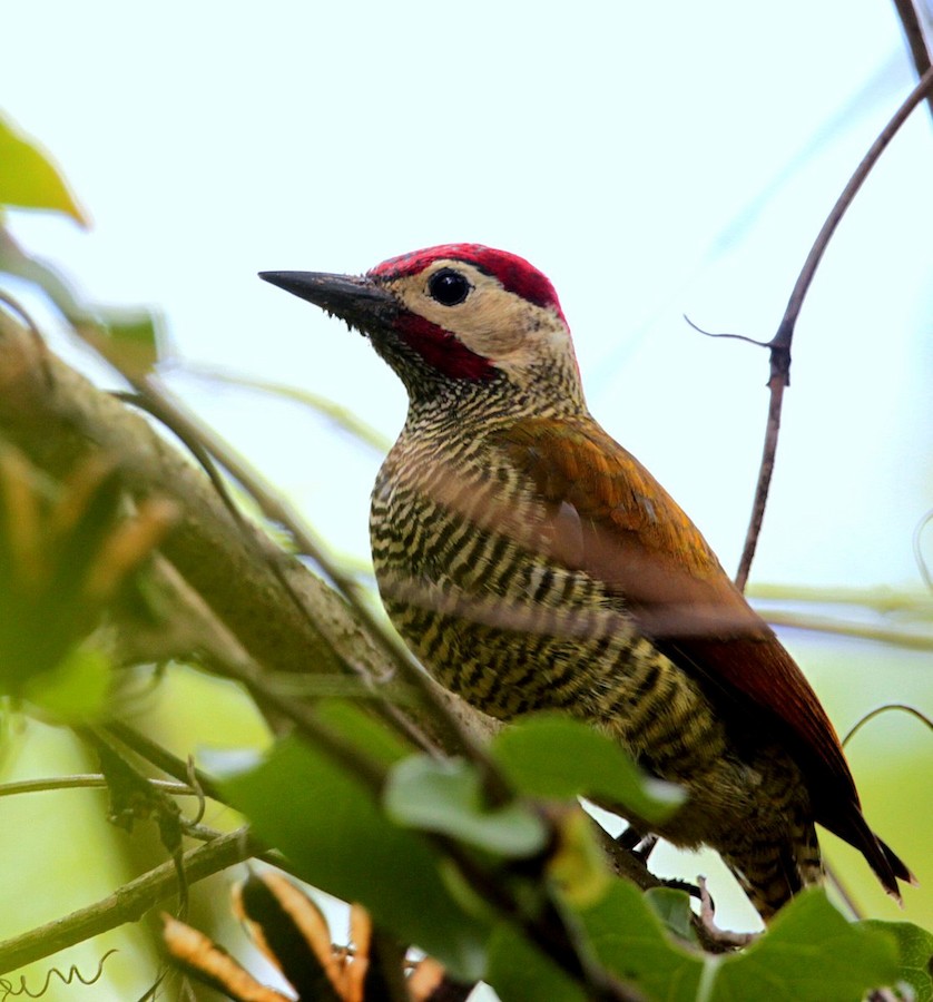 Golden-olive Woodpecker (rubripileus) - Ebird