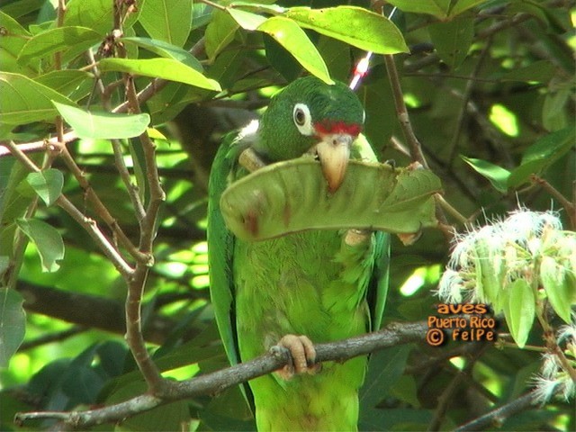 Photos - Puerto Rican Amazon - Amazona vittata - Birds of the World