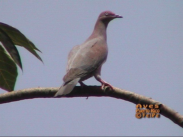 Plain Pigeon - José González Felisa Collazo