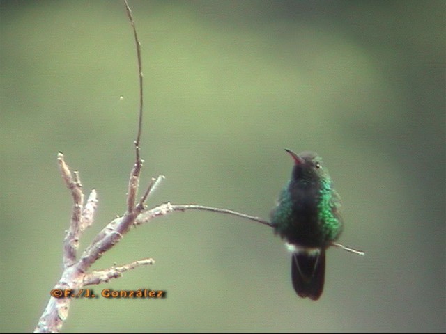 kolibřík haitský - ML205203211