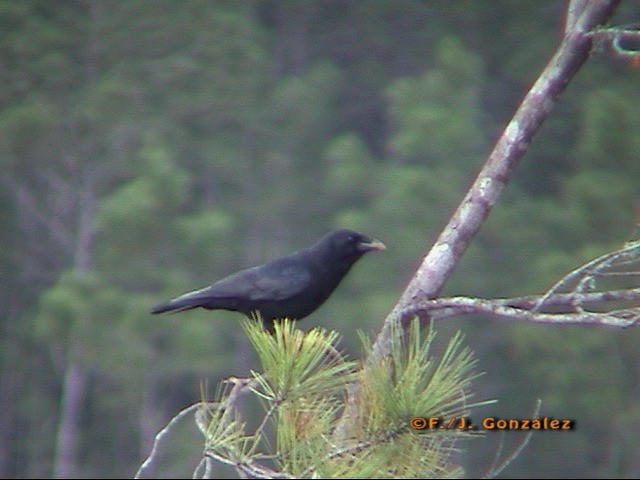 White-necked Crow - ML205203231