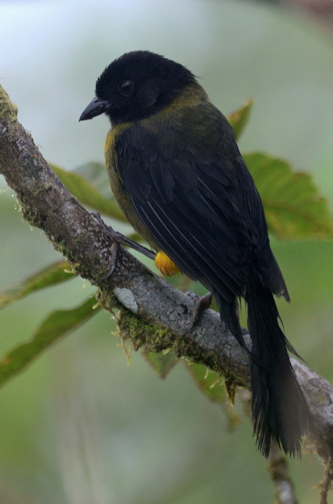 Yellow-green Brushfinch - Daniel Hinckley | samazul.com