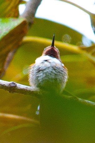 Glow-throated Hummingbird - ML205203291