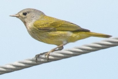 Yellow Warbler - Daniel Hinckley | samazul.com