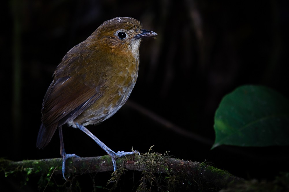 Brown-banded Antpitta - ML205203611