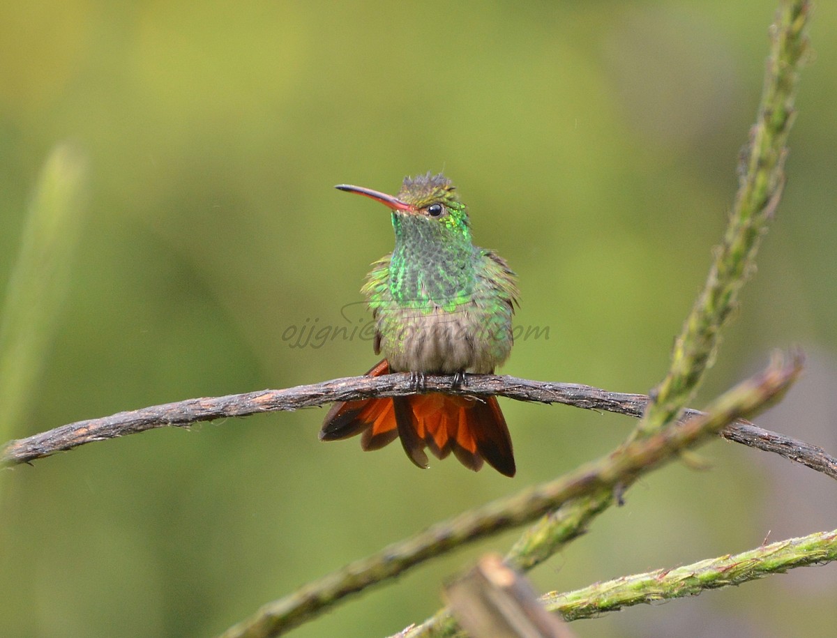 Rufous-tailed Hummingbird - Orlando Jarquín