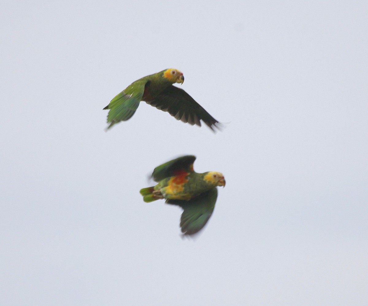 Yellow-faced Parrot - ML205204441