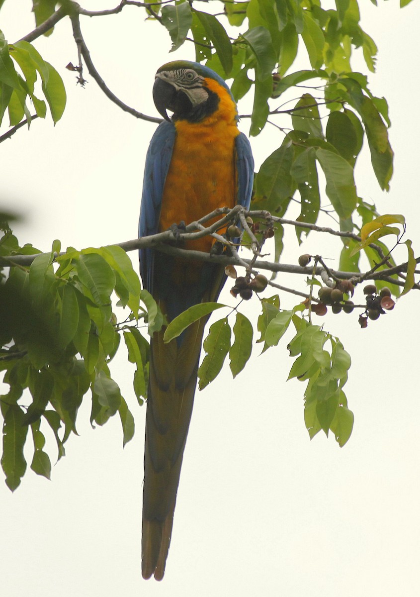 Blue-and-yellow Macaw - Carmelo López Abad
