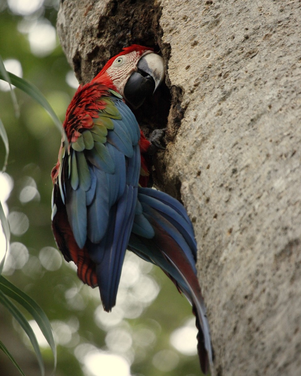 Red-and-green Macaw - ML205204481