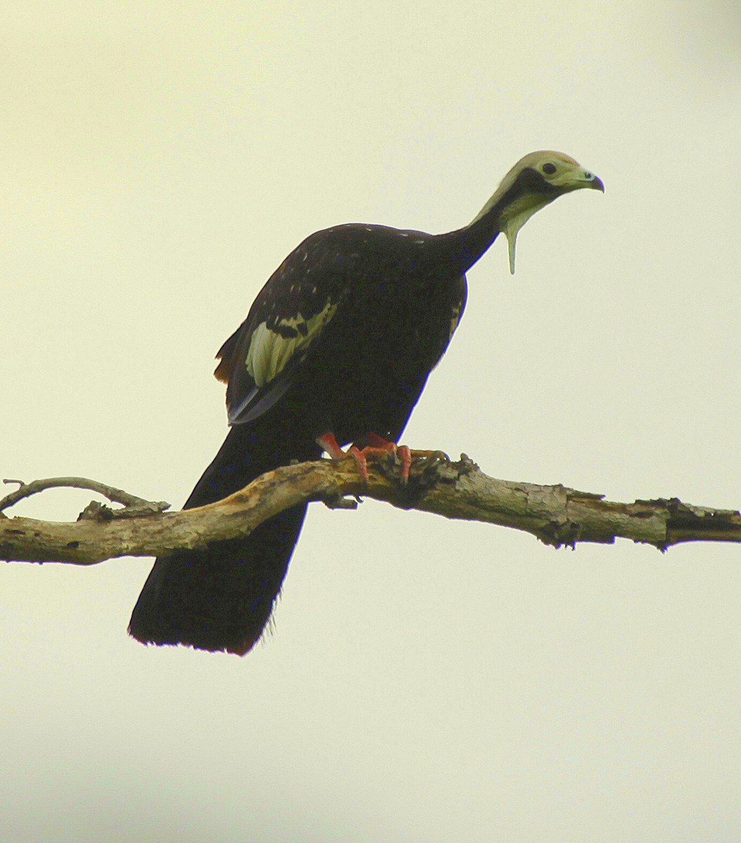White-throated Piping-Guan - ML205204491