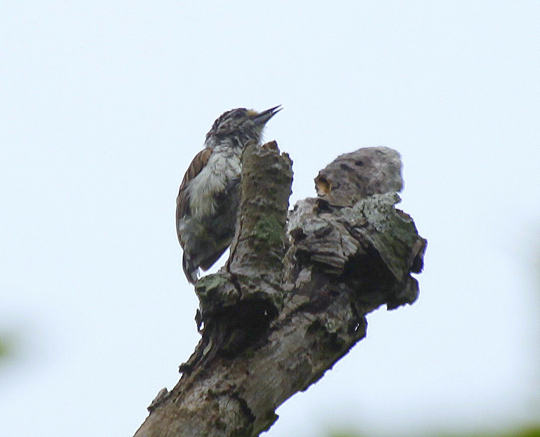 White-wedged Piculet - ML205204521