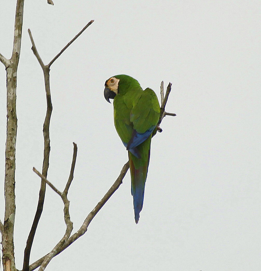 Chestnut-fronted Macaw - ML205204641