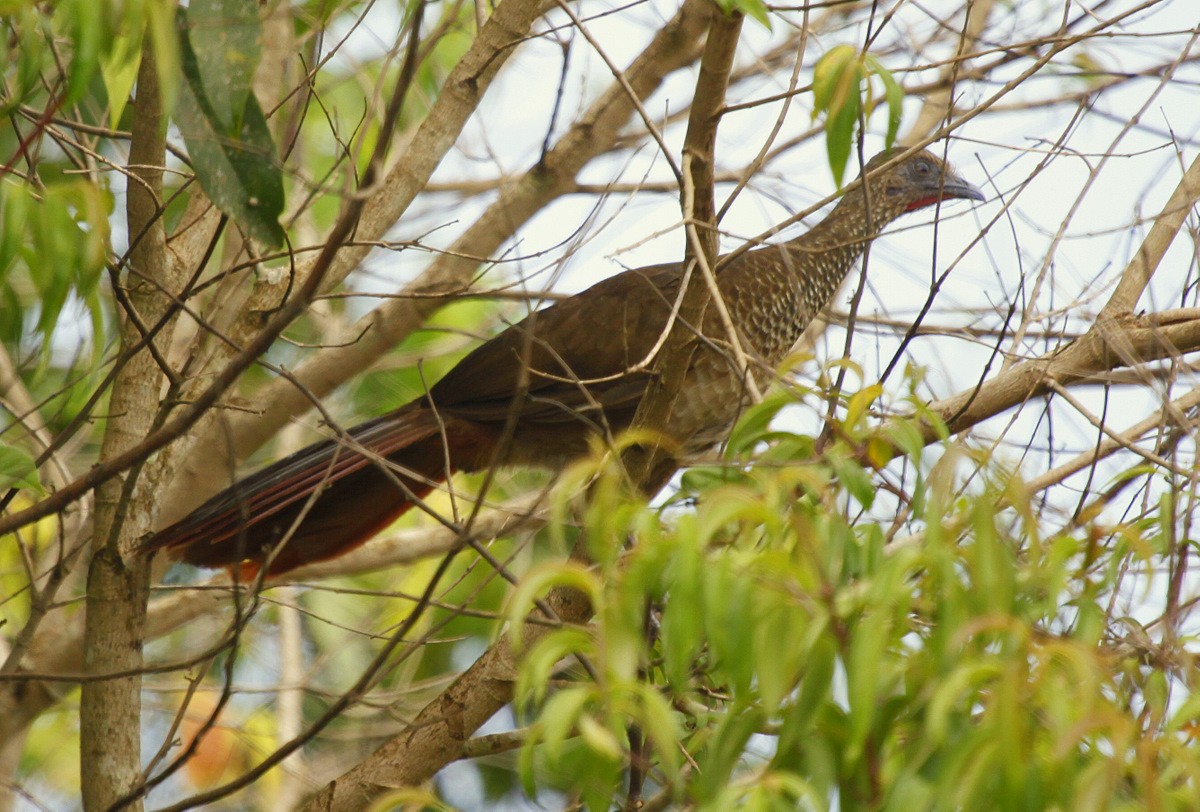 Speckled Chachalaca (Speckled) - Carmelo López Abad