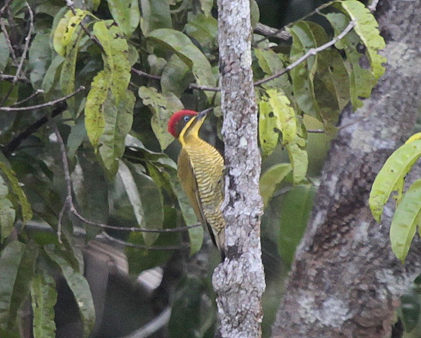 Golden-green Woodpecker (Spot-throated) - ML205204921