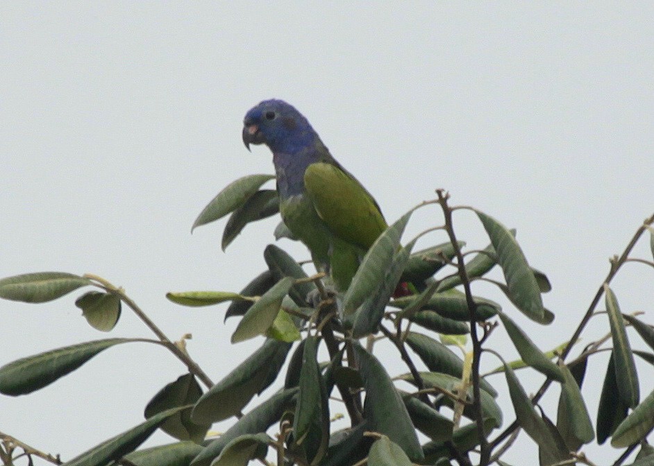 Blue-headed Parrot (Blue-headed) - ML205204931