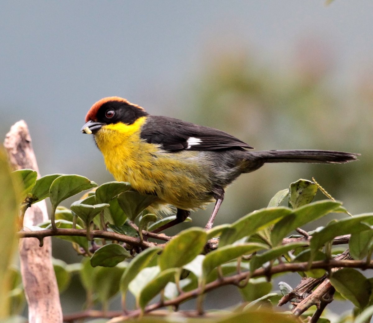 Yellow-breasted Brushfinch (Yellow-breasted) - ML205205041