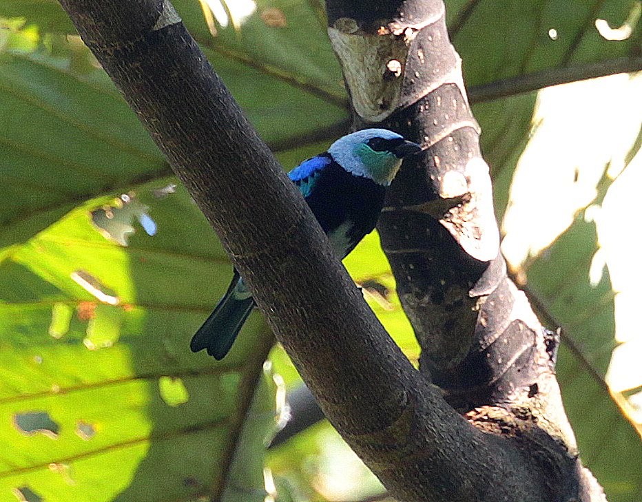 Masked Tanager - Carmelo López Abad