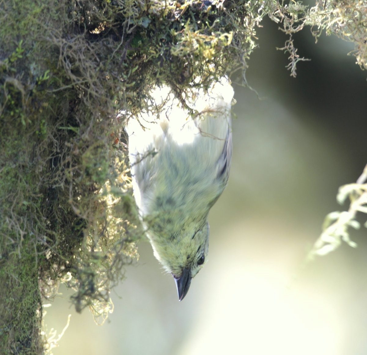 Woodpecker Finch (pallidus/productus) - Carmelo López Abad