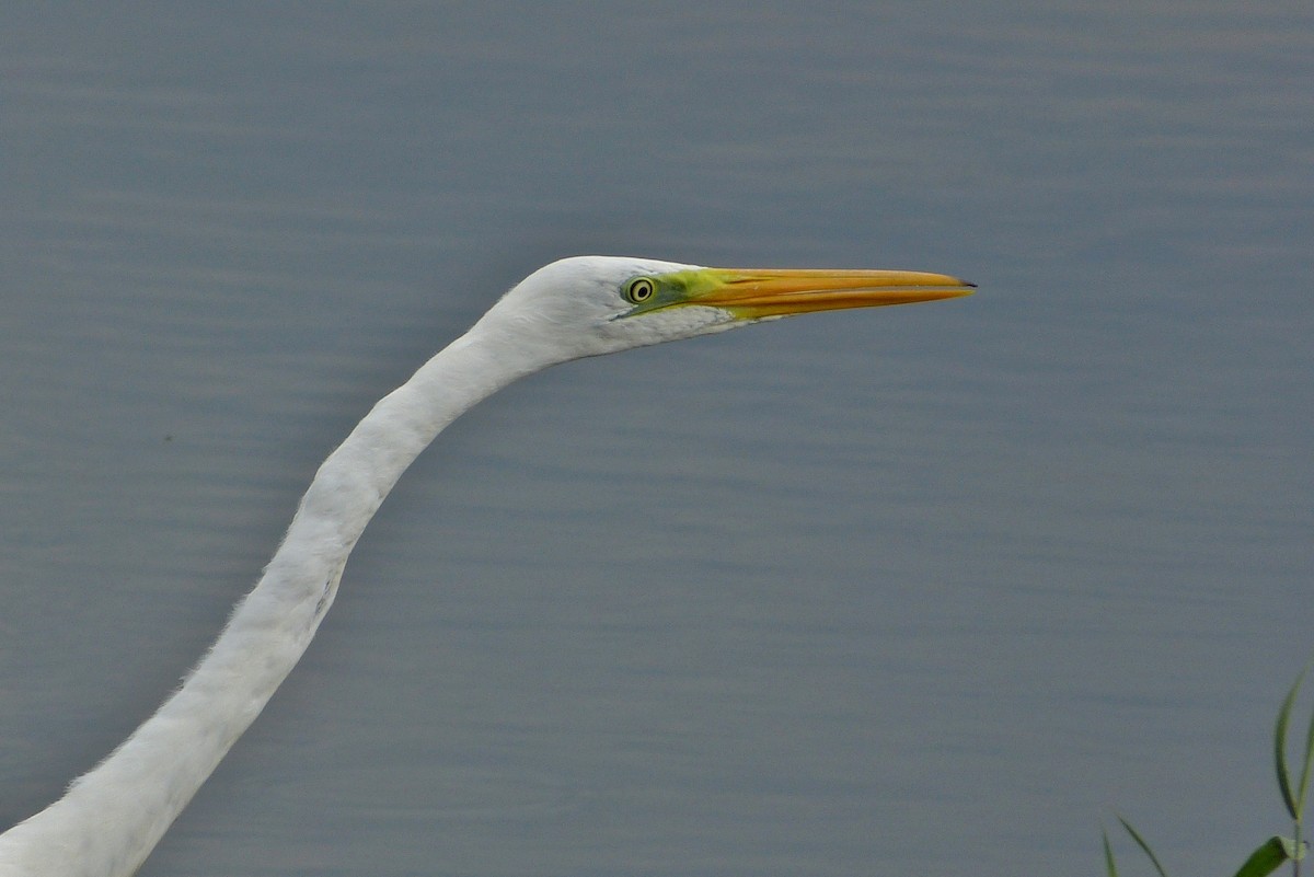 Great Egret (alba) - Mathieu Franzkeit