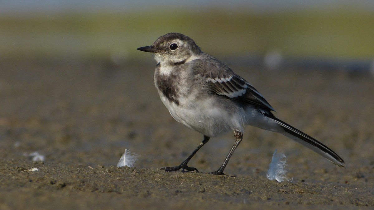 White Wagtail (White-faced) - ML205205971