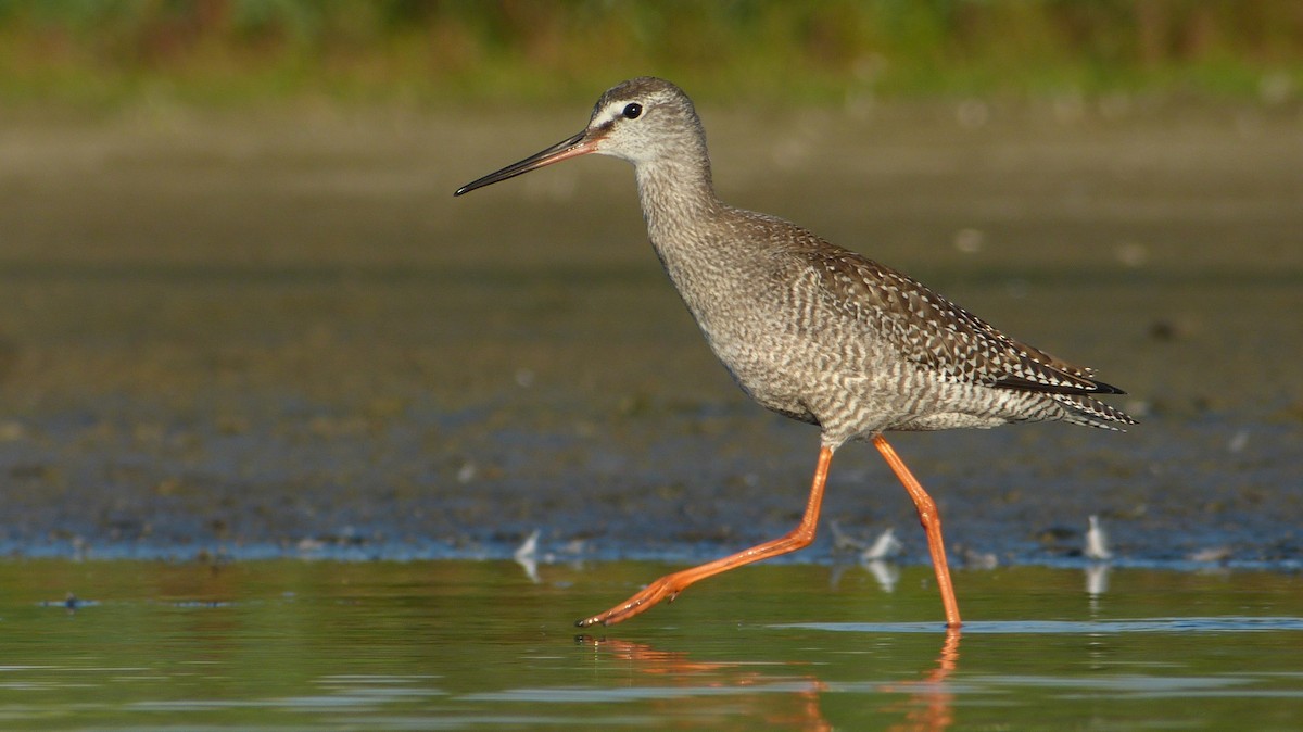 Spotted Redshank - ML205206031