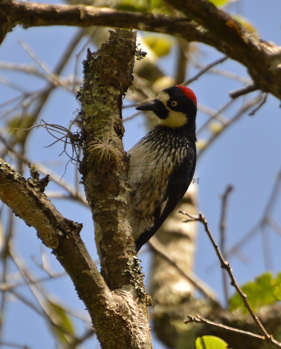 Acorn Woodpecker - Orlando Jarquín