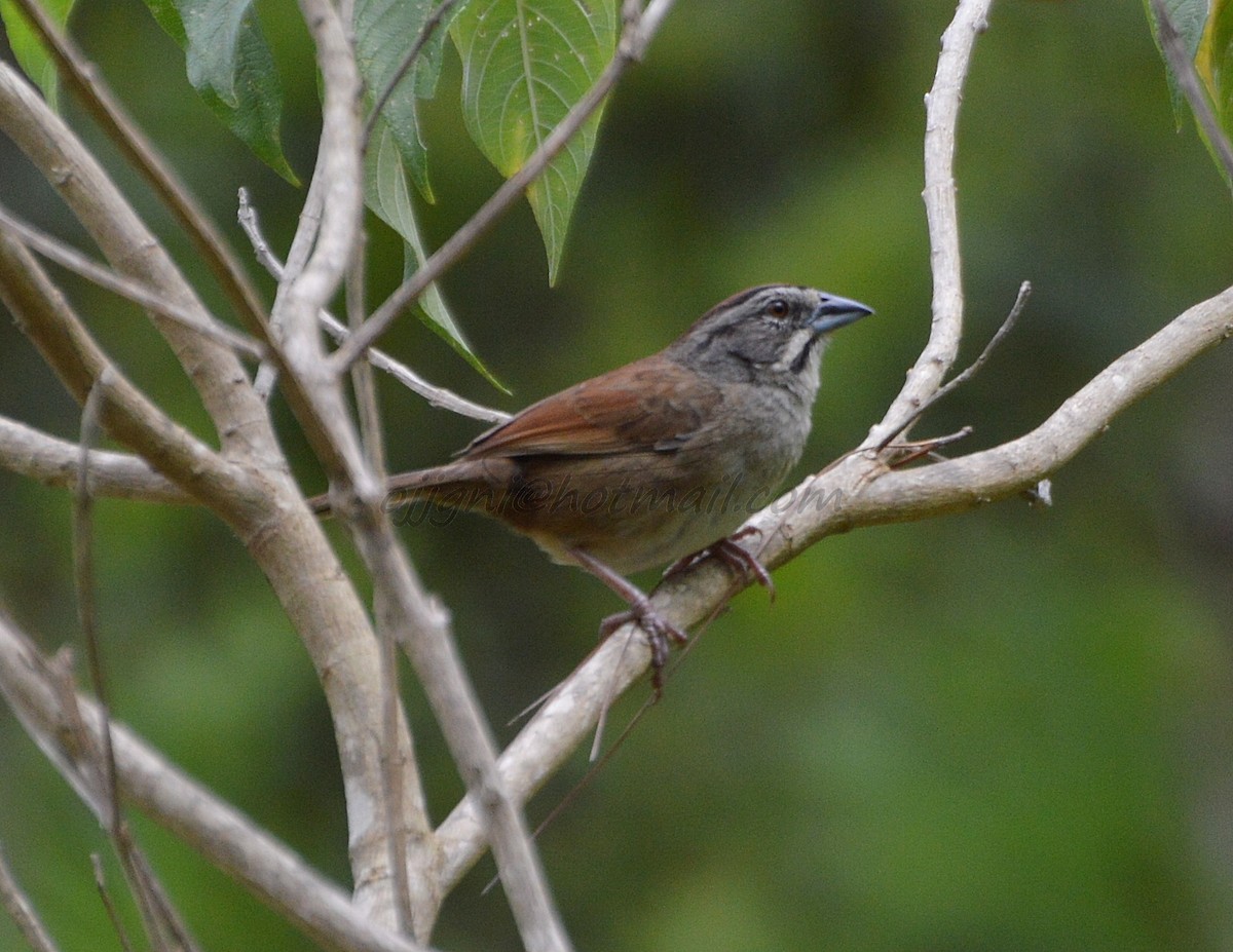 Rusty Sparrow - Orlando Jarquín