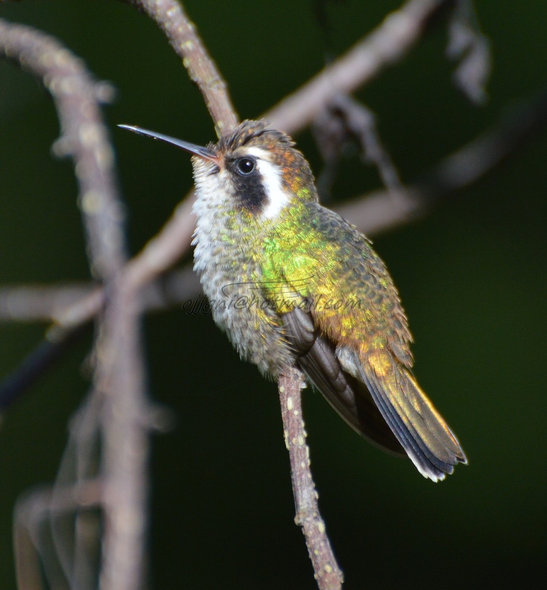 White-eared Hummingbird - Orlando Jarquín